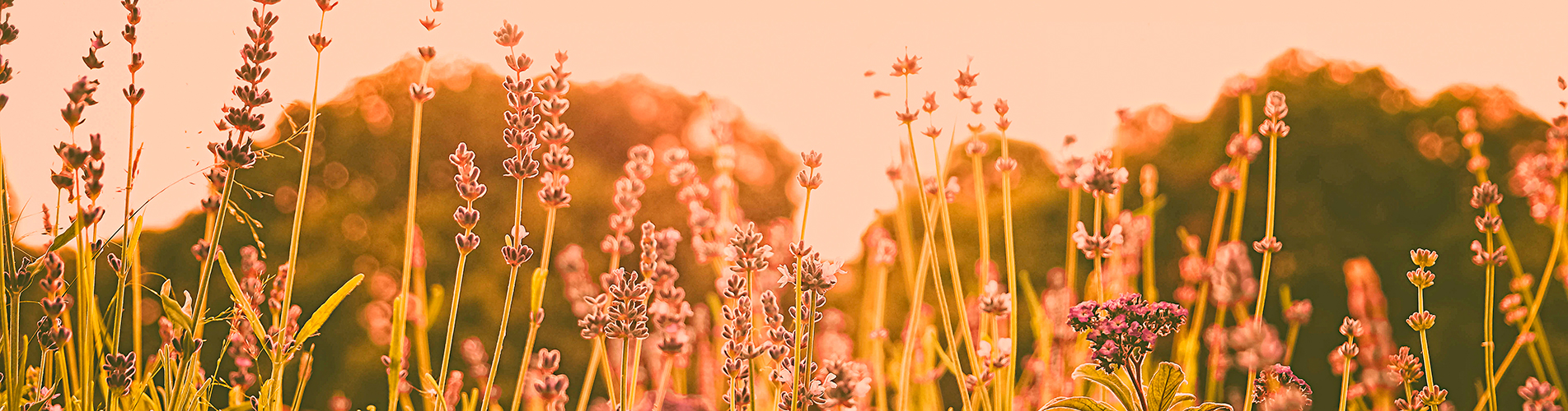 Авиабилеты Москва - Пенза